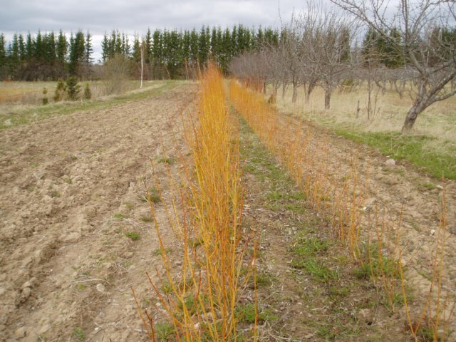 salixalbagold.jpg