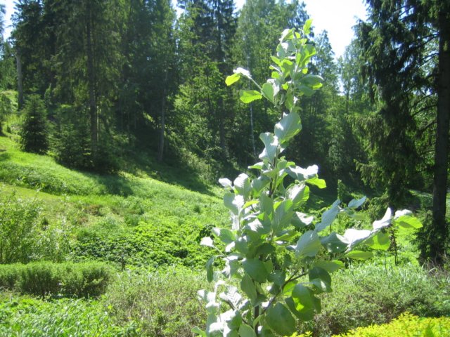 sorbusarialutescens.jpg